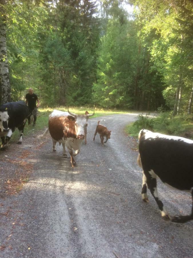 Tjonnas Farm Stay Sauland Zewnętrze zdjęcie